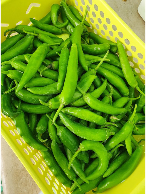 청양고추 (아주매운맛) 땡초 모종 10포기, 10개