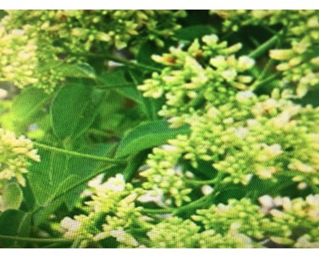 花梨木精油 30ml 分裝罐 台灣廠商 Aromatherapy Oil, 1個