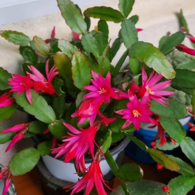 [안녕두구동]원종게발 개발 봄게발 빨강 홑꽃 {비료+화분받침}, 1개