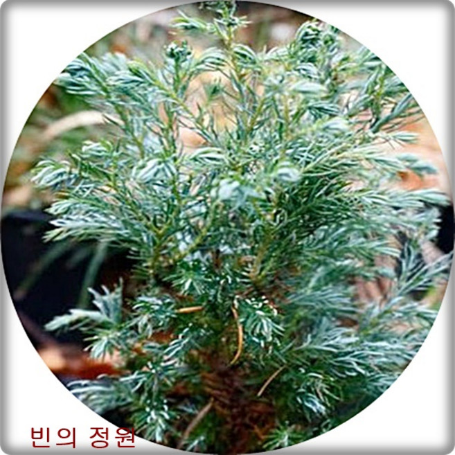 스노우화백 블루버드 Chamaecyparis pisifera Boulevar 10CM포트묘3주 묘목 조경수 대량주문내고 농장직접판매, 1세트, 그린