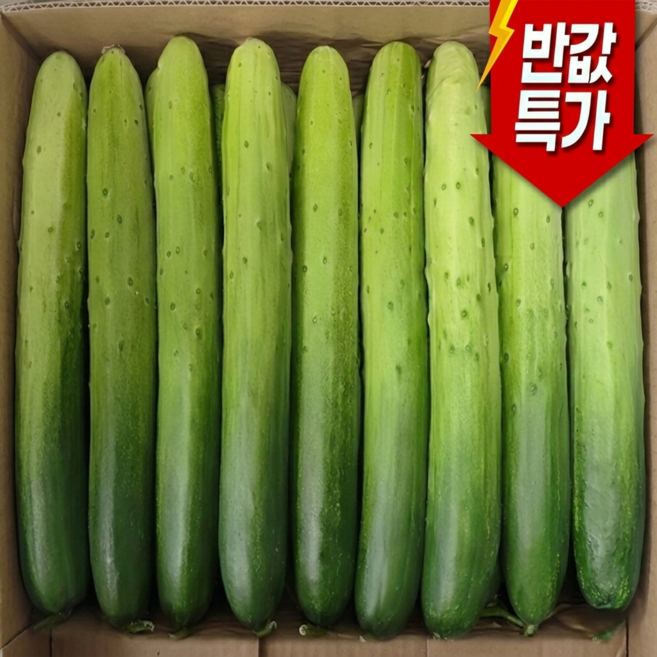 [특별할인 ] 산지직송 백다다기 백오이, 1박스, 2kg