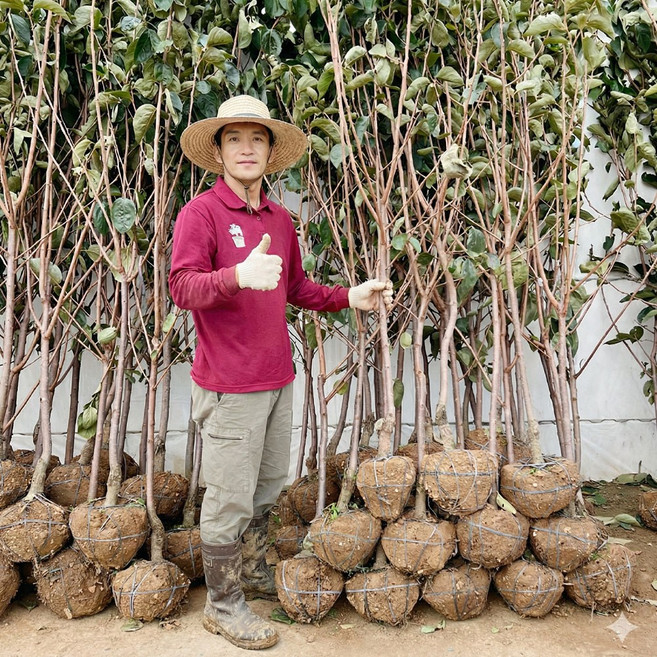 야오끼 왕대봉 감나무 묘목 5년생 결실주, 야오끼 대봉 감나무 5년생 결실주
