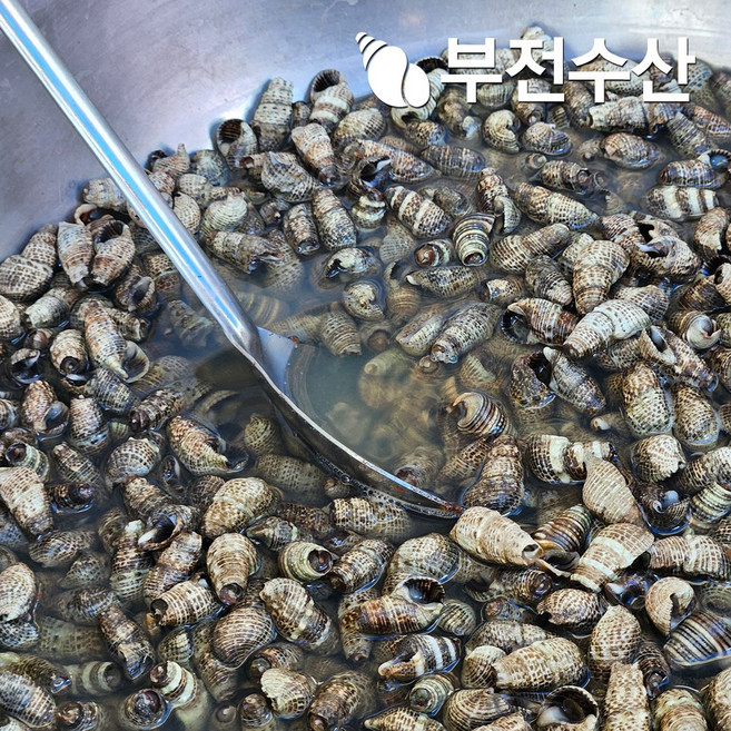 부전수산 냉동 신선한 갯고둥 1kg 자숙 손질 갯고동 고동 추억의 간식 업소용반찬, 1개