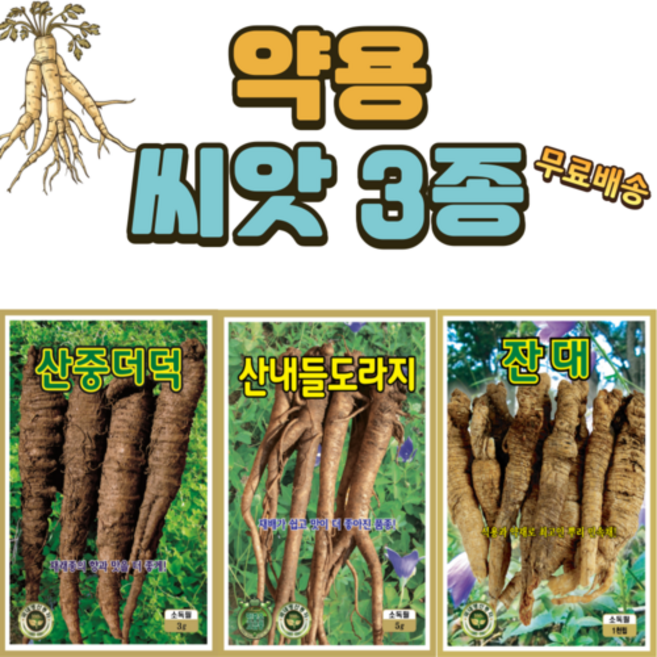 약용씨앗3종 더덕 도라지 잔대, 1개