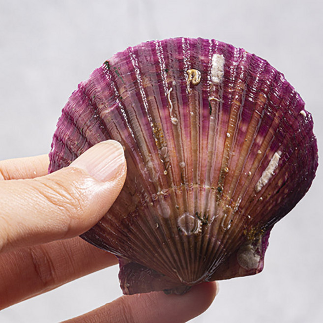 삼둥이수산 냉동 홍가리비 2kg X 2개