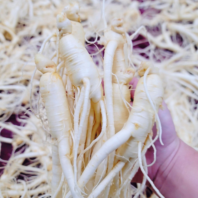 수삼 금산인삼 파지삼 인삼주 삼계탕 6년근 중 난발삼 16~19뿌리, [세      척 + 용기포장], 1KG, 1개, 1kg