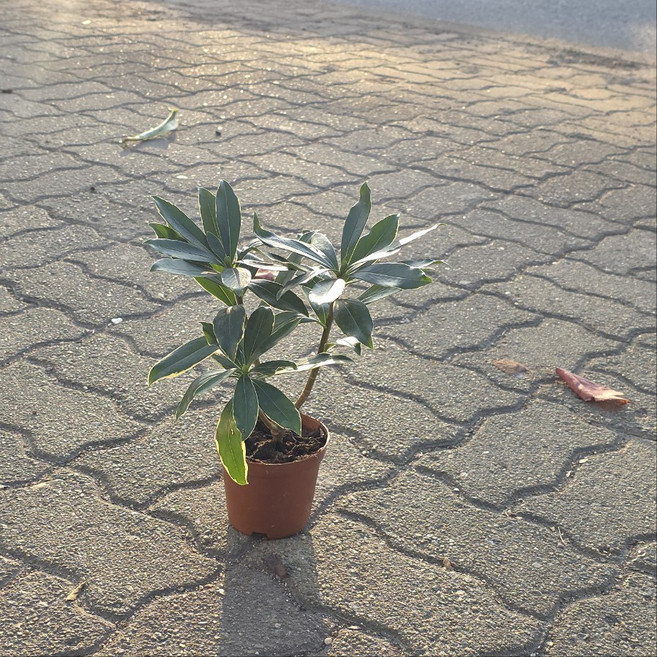 향기가 천리까지 간데요 목대 소품 에이피플랜츠, 2개, 기본