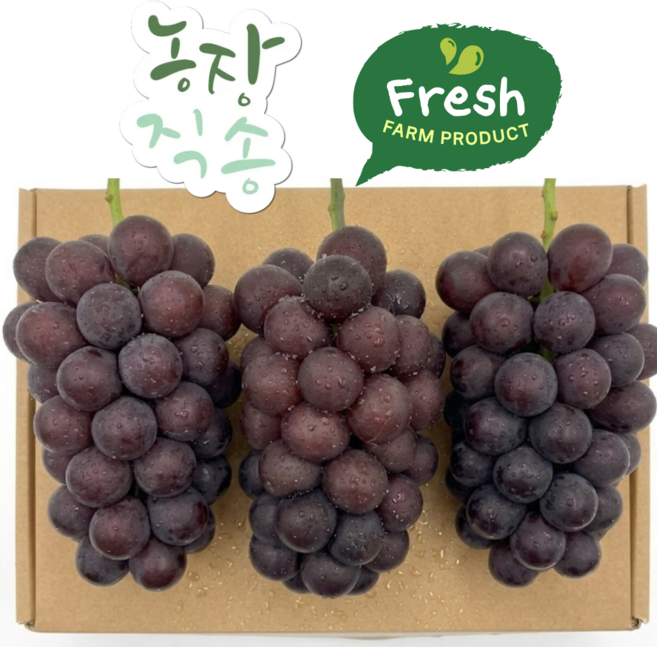 [하루50박스한정] 영동 상주 고당도 특품 씨없는 거봉포도, 1박스, 특품 거봉 2kg 3수