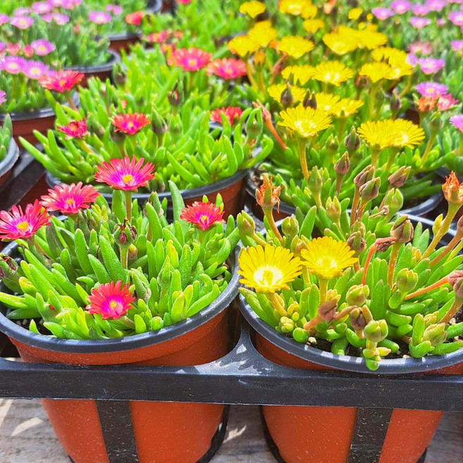 [이삽저삽] 미니송엽국모종 (12개/칼라포트)다년생 야생화 사철채송화 미니소품 4색상/ 빨강3개 노랑3개 분홍3개 흰색3개=12개, 1개