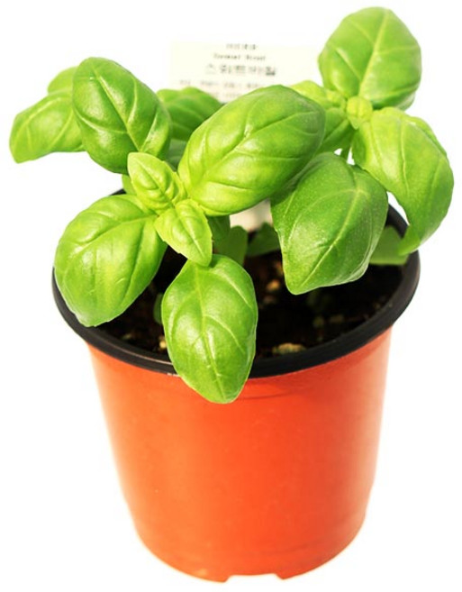 몸에 좋은 허브 스위트 바질 모종 화분, 1개