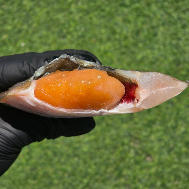 반건조 손질 알배기 참가자미 알가자미 구이 1미 3미, 1개, 1미 250g~300g 내외