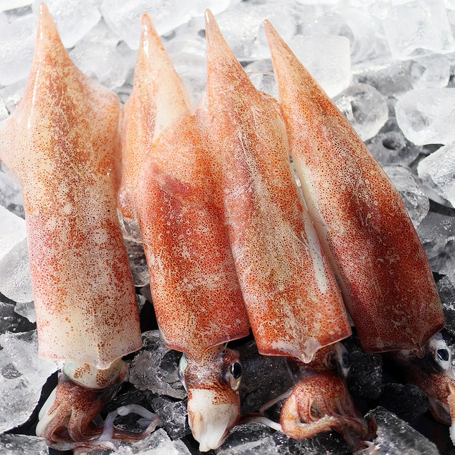 [비교불가] 장보고닷컴 국내산 최상급 한치, 1개, 남해안 한치 2kg 급냉