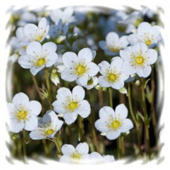 [꽃씨]천상초, 1개