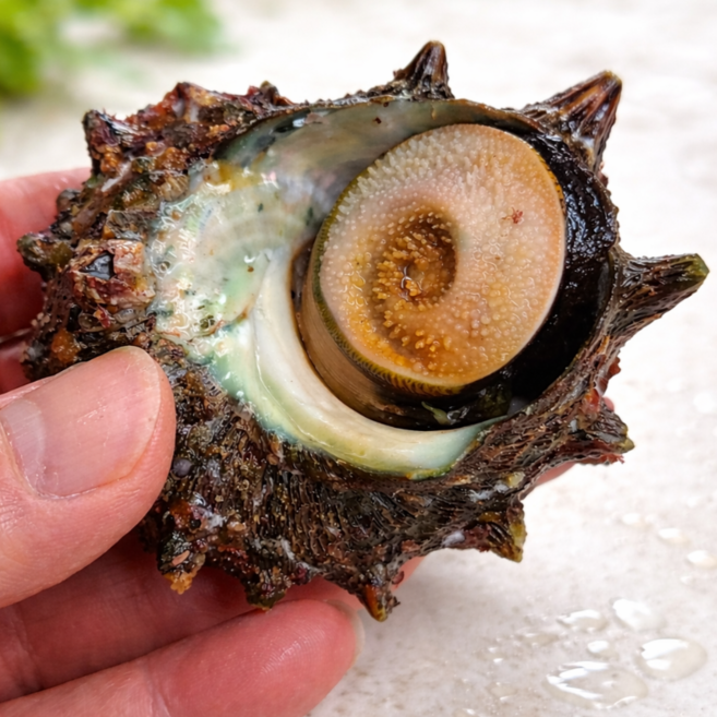 푸른마을 포항 산지직송 신선 뿔소라 활소라 쫀득한 식감, 1박스, 5kg