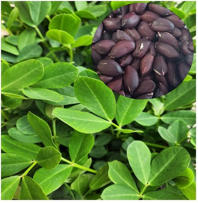 모종-검정땅콩모종 흑 땅콩 묘종 육묘 1판 72구, 70개, 70개