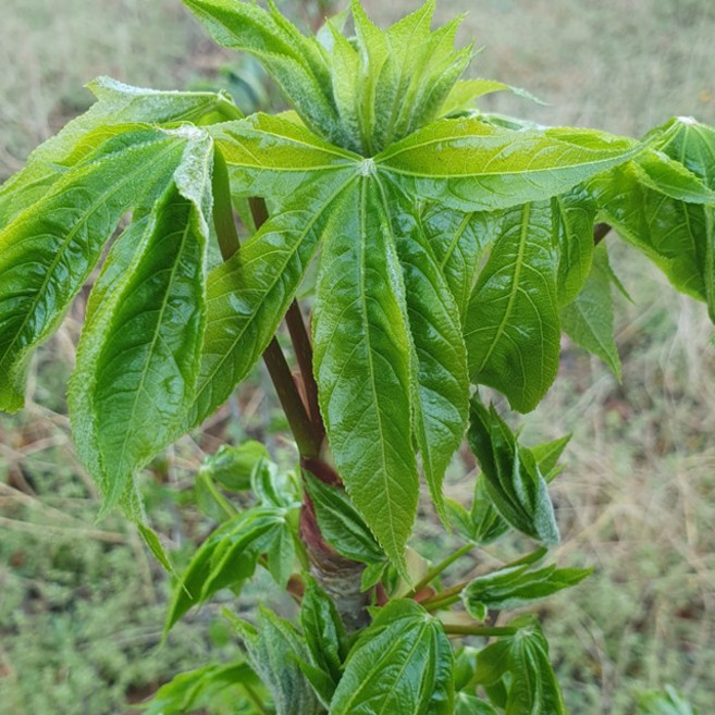 장아찌용 엄나무순 (곁순) 1kg 새벽수확 해남 산지직송, 1개