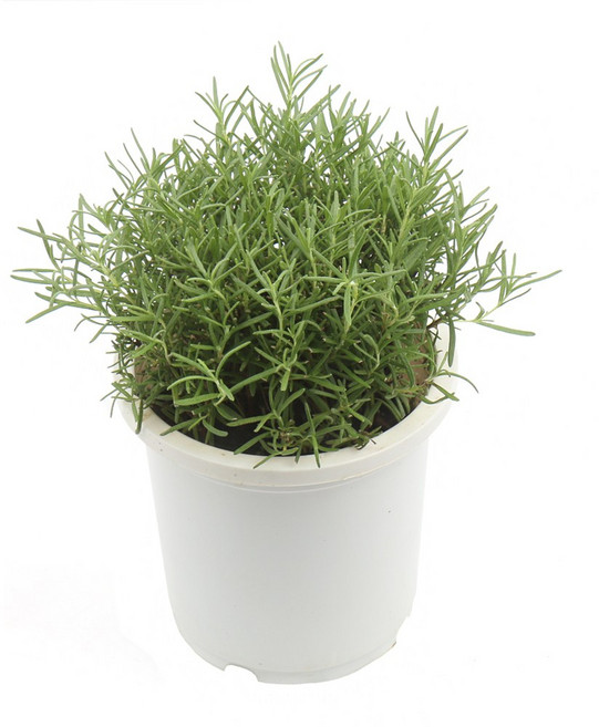 갑조네 로즈마리(중품) 로즈마리 공기정화식물, 1개