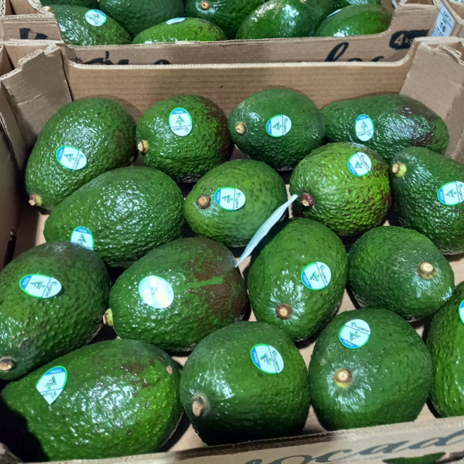 아보카도 생과 수입산 아보카도 생 아보카도, 1박스, 아보카도 1kg (랜덤과)