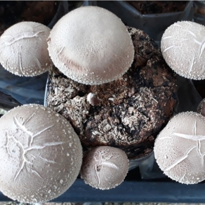 버섯 키우기 원형 표고버섯 배지 세트 4개 표고버섯 종균 국산버섯배지 재배방법 참나무 톱밥 베지 키트 어린이 관찰 활동 어린이집 학교 관공서