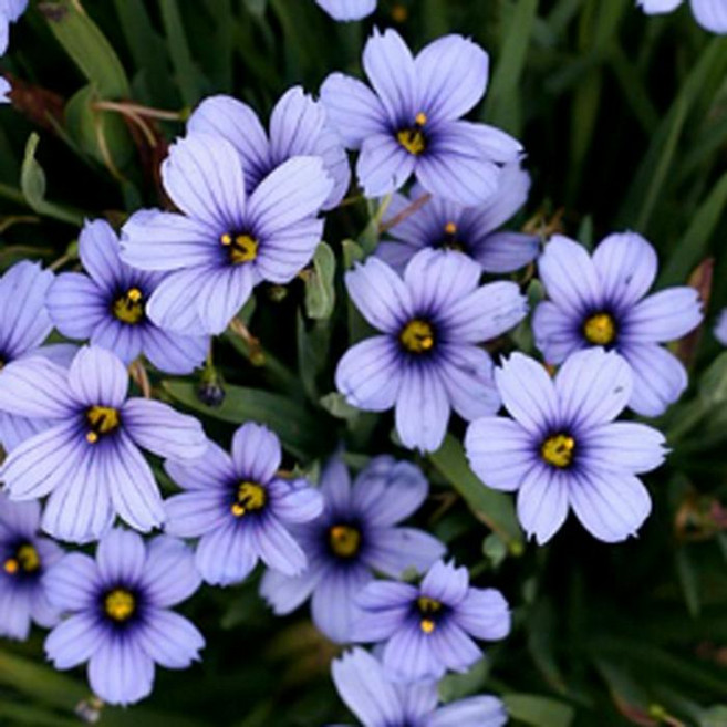 모종/등심붓꽃 애기등심붓꽃(청매화붓꽃) 9cm분/10개셋트 KM1685, 10개