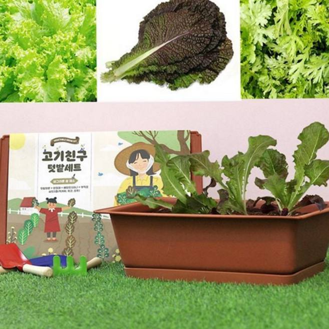 베란다 키우기 채소밭 상추 초보용 텃밭 재배