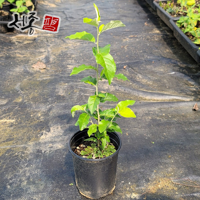 보리수나무 1년 포트묘 왕보리수, 왕보리수 포트(소)