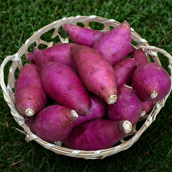 대아프레시 야채아저씨네 우리집 영양간식 제철고구마 밤호박 고구마 한입사이즈, 1박스, 고구마 한입사이즈 10kg