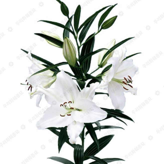 우리화훼종묘 백합 구근 - 크리스탈 블랑카, 1개