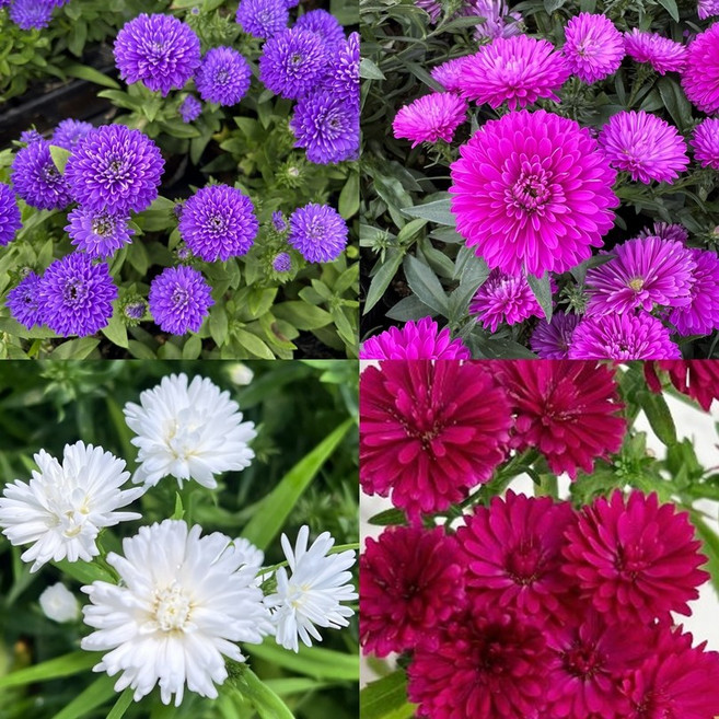 겹아스타 5개 세트 노지월동 식물 다년생식물 가을에 꽃이 피는 겹아스타 4색, 보라