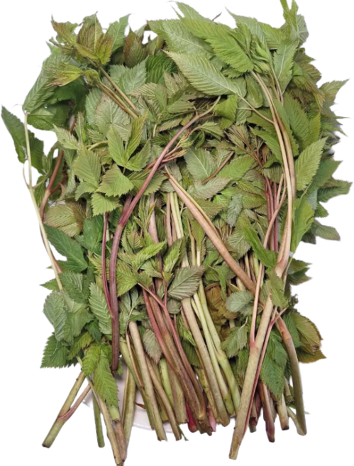 [백화점 납품] 눈개승마 나물 국산 눈개승마나물 삼나물 능개승마 눈개승마 장아찌 요리용, 400g, 1개