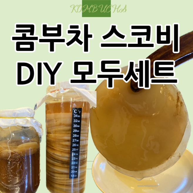 콤부차 만들기 모두포함세트 [DIY] 스코비 홍차버섯 발효음료, 유리병1L, 100g