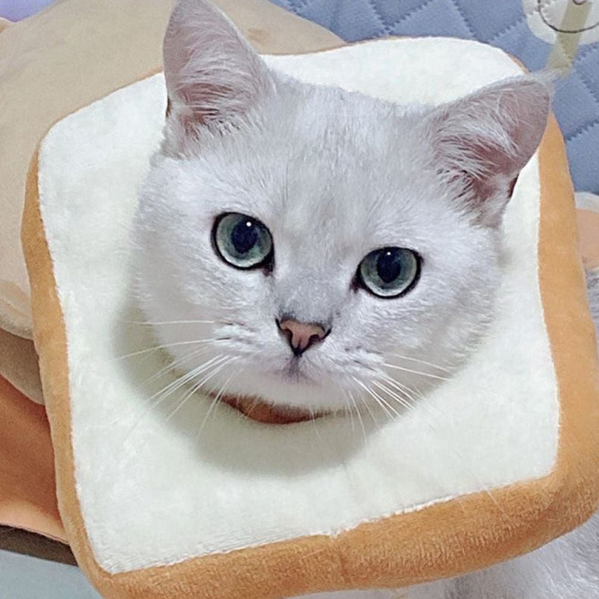 쿠션넥카라 고양이 강아지 부드러운 사이즈조절 목보 ppa6230tQ, 1개, 단일