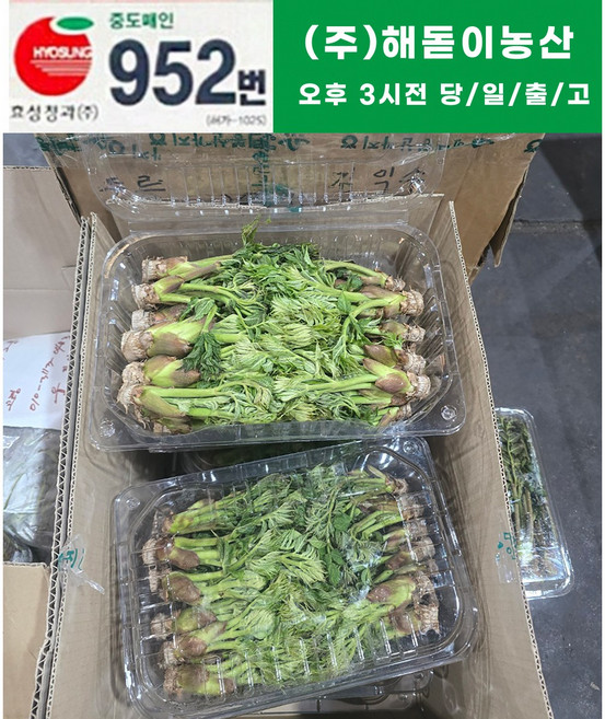 해돋이농산 가시두릅 참두릅 두릅 500g 1kg, 1개