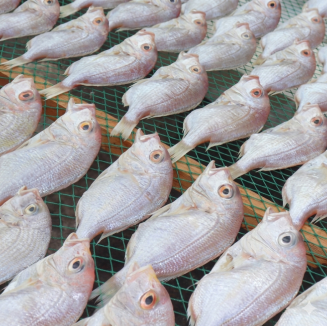 [산지직송] 국내산 자연산 동해안 1200g 손질후 반건조 참돔 (꽃돔) 700g 4~5미 재철생선 선물용 가정용, 1박스, 1200g 손질후 반건조 참돔(꽃돔) 700g 4~5미