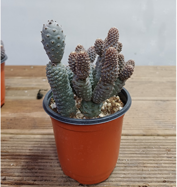 행복한꽃순이/송립전선인장