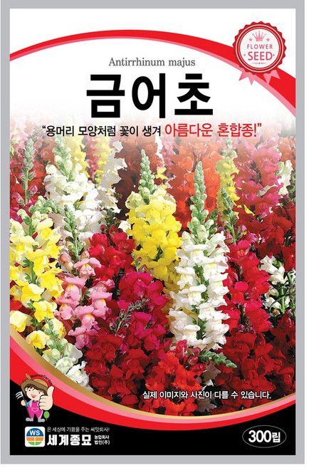 모칸도 (무배)세계 금어초 꽃씨 300립, 1개