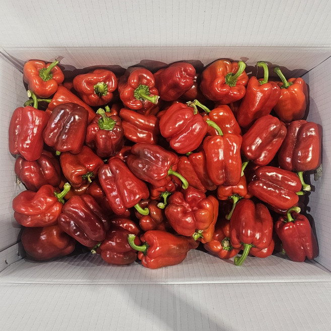 클릭마켓 국내산 홍피망 못난이, 1개, 3kg