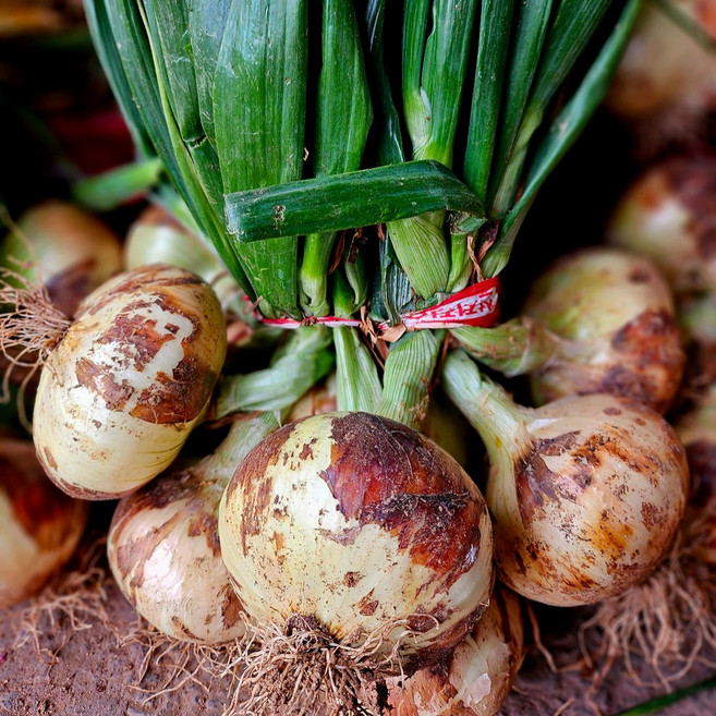 [초록농장] 26년 양파 국내산 단단 무안 햇양파, 1개, 중대 혼합 5kg
