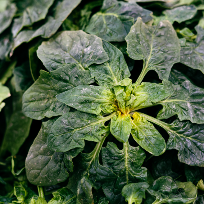 명인의손길 향이다른 남해 시금치 섬초, 1박스, 1kg