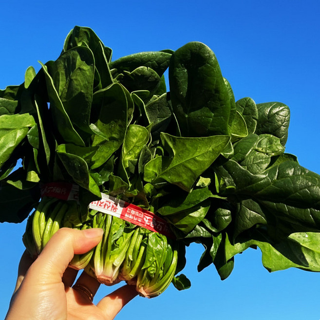 해풍맞고 자라 달큰한 국산 보물초 남해초 노지시금치, 2개, 500g