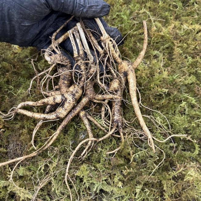 산양삼 백두산산삼 15년근 산양산삼 장뇌삼 임하삼 못난이 파삼 파지삼 150g