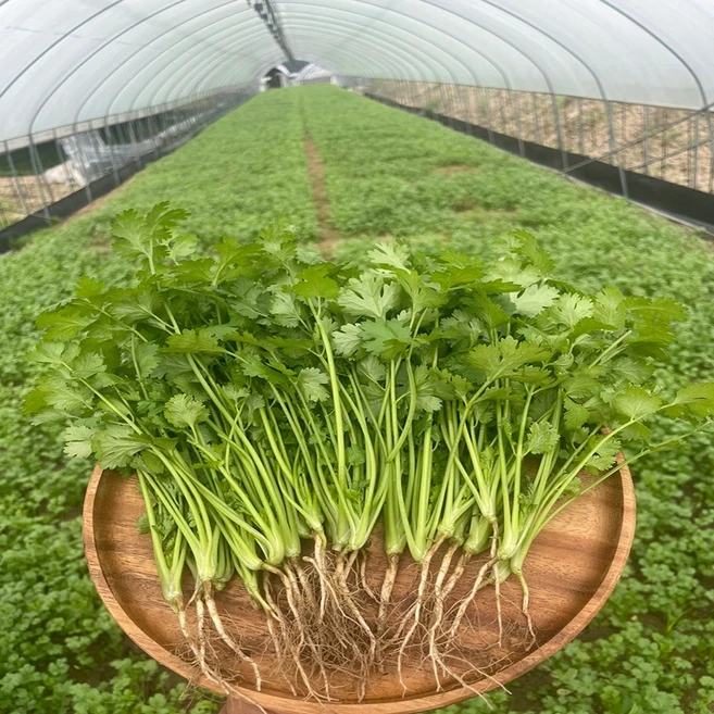 국산 고수 나물 당일수확, 1KG, 1개 - 쿠팡