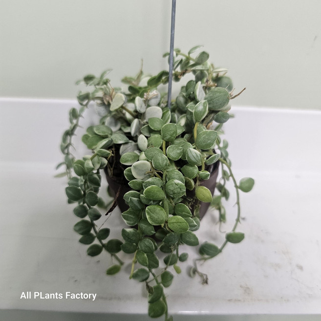 디시디아 버튼 바리에가타 무늬버튼 소형 2인치 공중식물 식물학박사, 1개