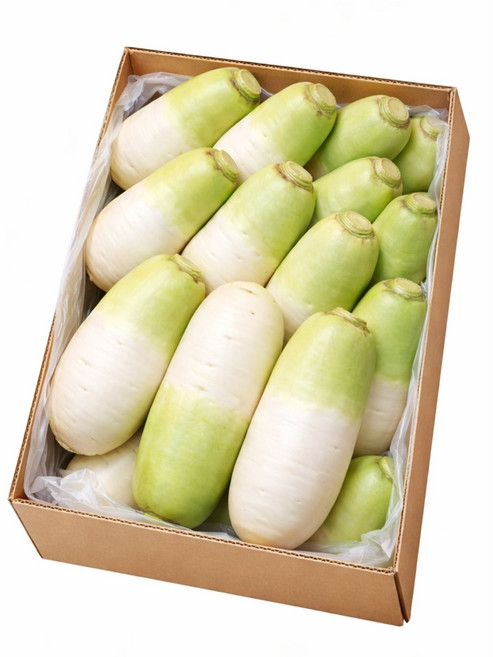 [팜팜]제주도 월동무 세척무, 1박스, 20키로(13-15수)