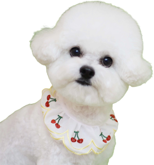 하니펫 반려동물 귀요미스카프 체리자수레이스, ., 1개, 노랑체리