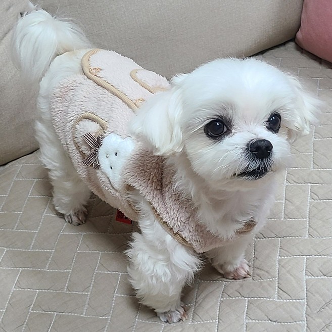 바이담수미 강아지 단추 장식용 곰돌이 수면 조끼, 베이지, 1개