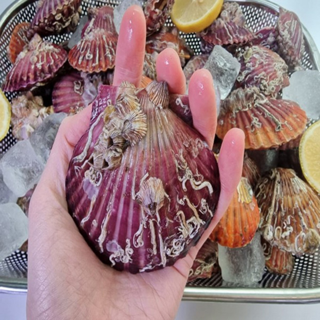 여수아빠다 최상급 통영 홍가리비, 1개, 1kg