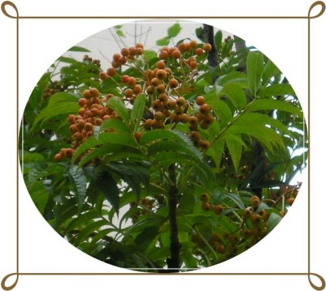 청년나무꾼 [청년나무꾼]마가목/묘목/성목/가로수/정원수/화목류/공원수/약용수/2년3주