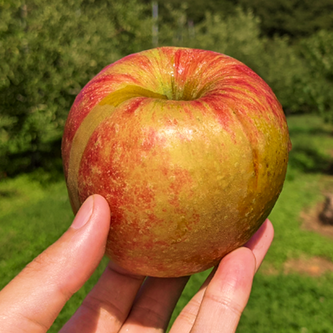 [오늘특가] 부사사과 사과 못난이사과, 1박스, 못난이10kg (S-M)