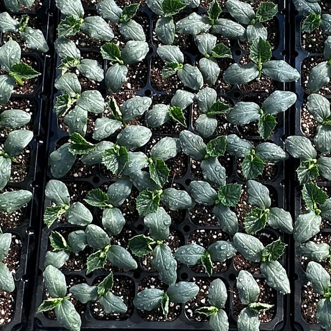 하라네 미니오이 모종 스낵오이 열매채소 키우기, 5개